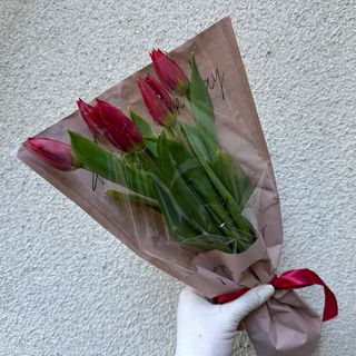 წითელი ჰოლანდიური ტიტა