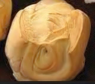 Pane caldo fatto al momento