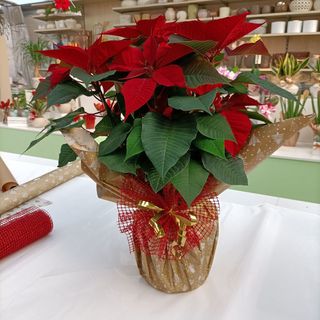 Stella Natale S