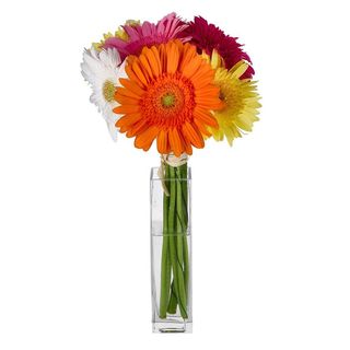 Gerbera