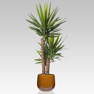 Yucca Grande 