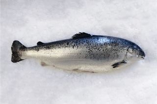 Losos svježi 200g fete