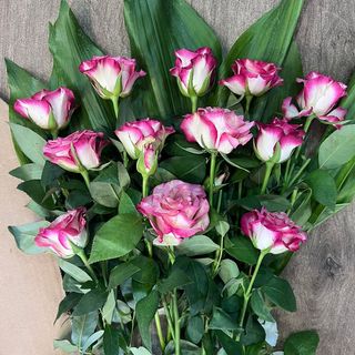 Douzaine roses dégradé 