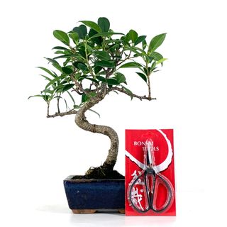 Pack Bonsái Ficus 6 años y Tijera china