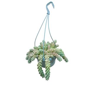 Vaso Sedum - Burrito