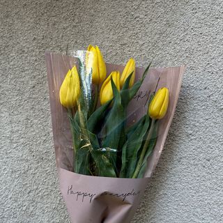 ყვითელი ჰოლანდიური ტიტა