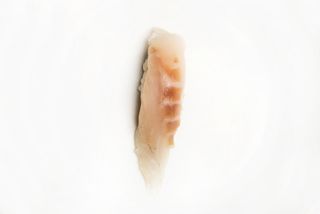 Nigiri Branzino