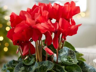 Ciclamino rosso