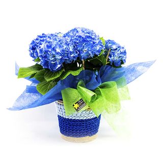 Planta Hortensia azul, rosa o blanca , lo mejor para mamá!!