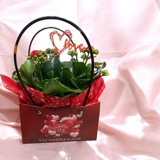 Kalandiva grande in bag 