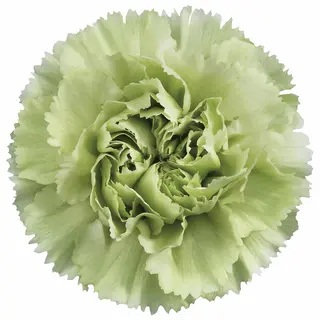  Clavel Verde Flor Suelta (Por unidad/No es un ramo/No bouquet) 