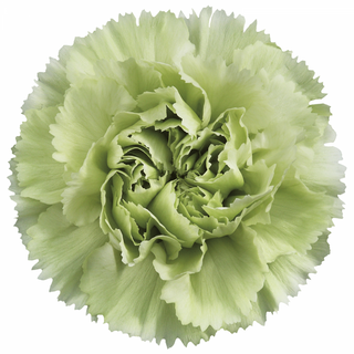  Clavel Verde Flor Suelta (Por unidad/No es un ramo/No bouquet) 