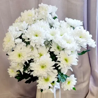 Margaridas