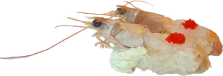 87. Nigiri tako polpo