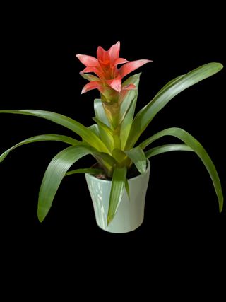Guzmania