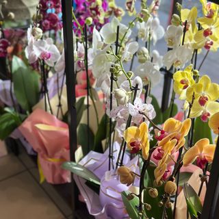 Orhidee Phaeleonopsis 