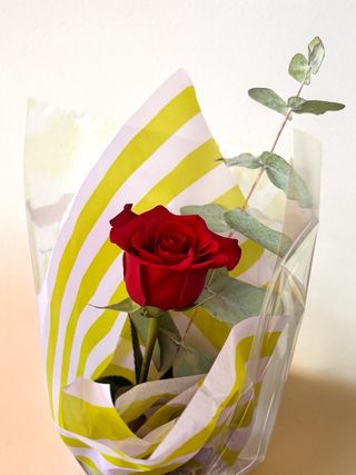 Rosa rossa singola