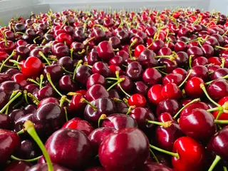 Ciliegie 1 kg 