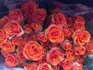 Rose ramipicante arancione