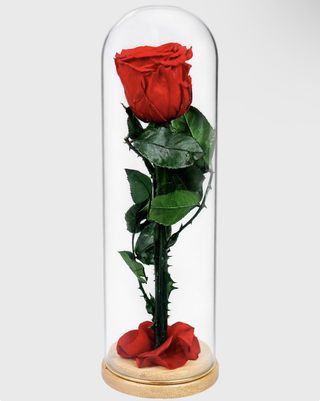 Cúpula bella y bestia