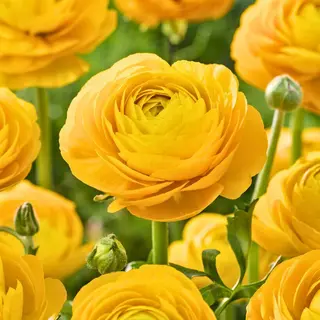 10 ranocoli giallo 