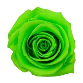 Rosa preservada verde