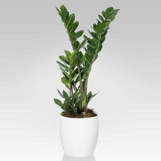 Zamioculcas planta la ghiveci de interior