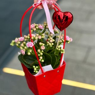 Małe kalanchoe z sercem