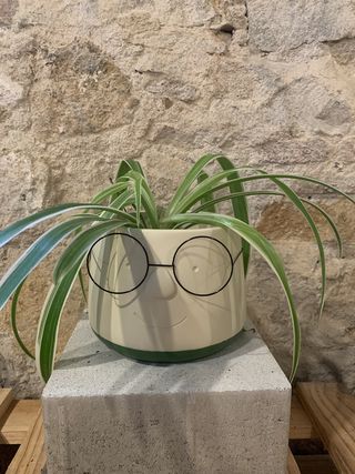 Maceta Con Gafas 13 Cm