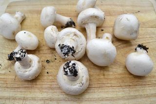 Funghi champignon