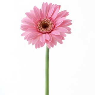 Gerbera roz