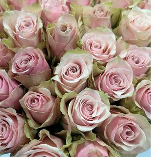 Троянда "Pink Athena"