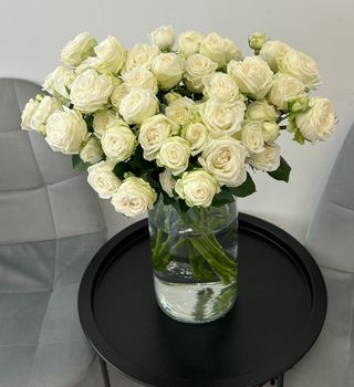 Róża gałązkowa biała