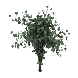 Eucalito Populus Flor Suelta (Por Unidad/Nos son ramos/No bouquet)