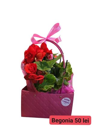 Begonia 