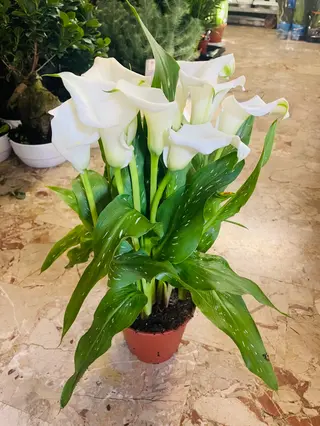 Pianta calla