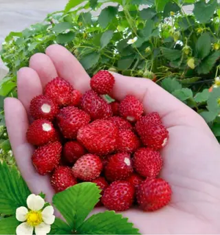 Fragoline di bosco