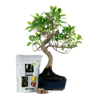 Pack Bonsái Ficus 8 años y abono japonés 240g