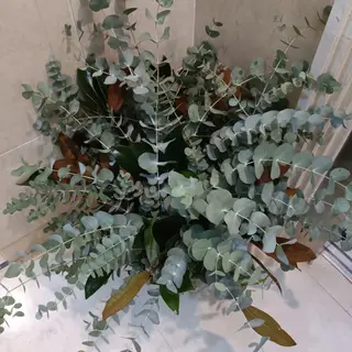 Pomo de  eucalipto natural para secar