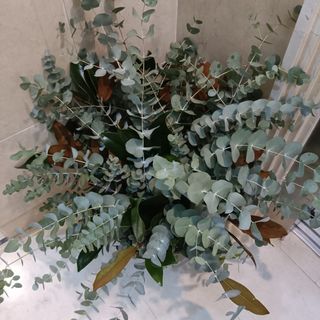 Pomo de  eucalipto natural para secar