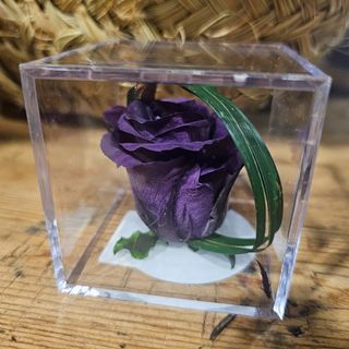 Cubo con rosa ETERNA PURPLE.