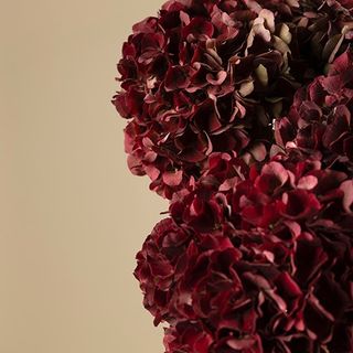 Tallo de hortensia granate premium 