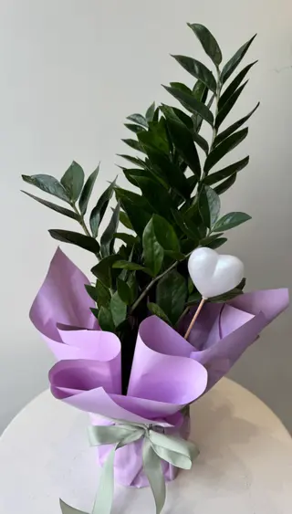 Zamiokulkas 60 cm
