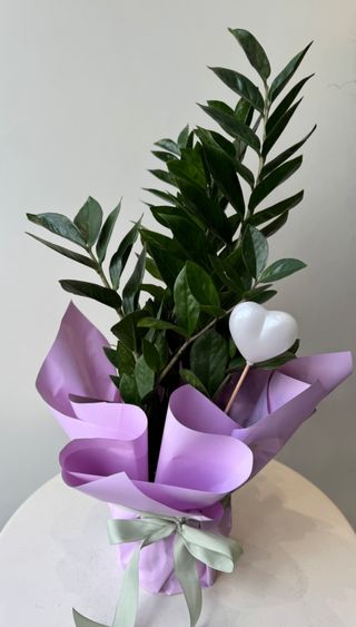 Zamiokulkas 60 cm