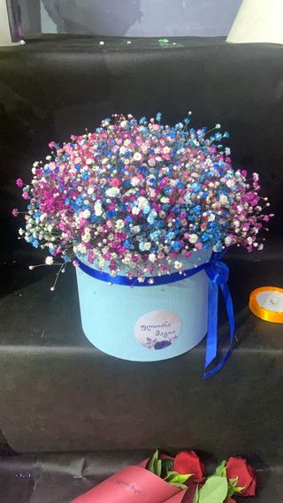 ფერადი გიფსოფილა