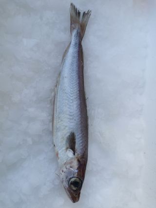 Pišmolj- Merlangius merlangus WHG