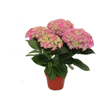 Hortensie 