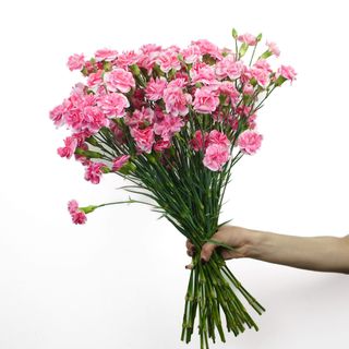  Bukiet Goździki różowe 7 szt.