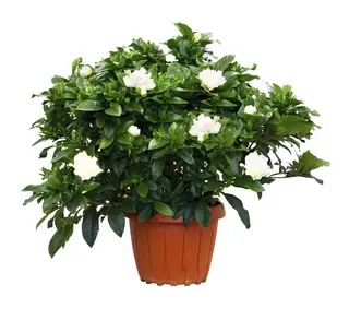Gardenia 