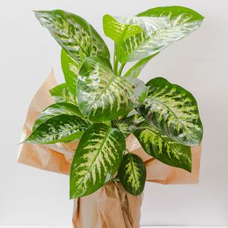 Dieffenbachia 